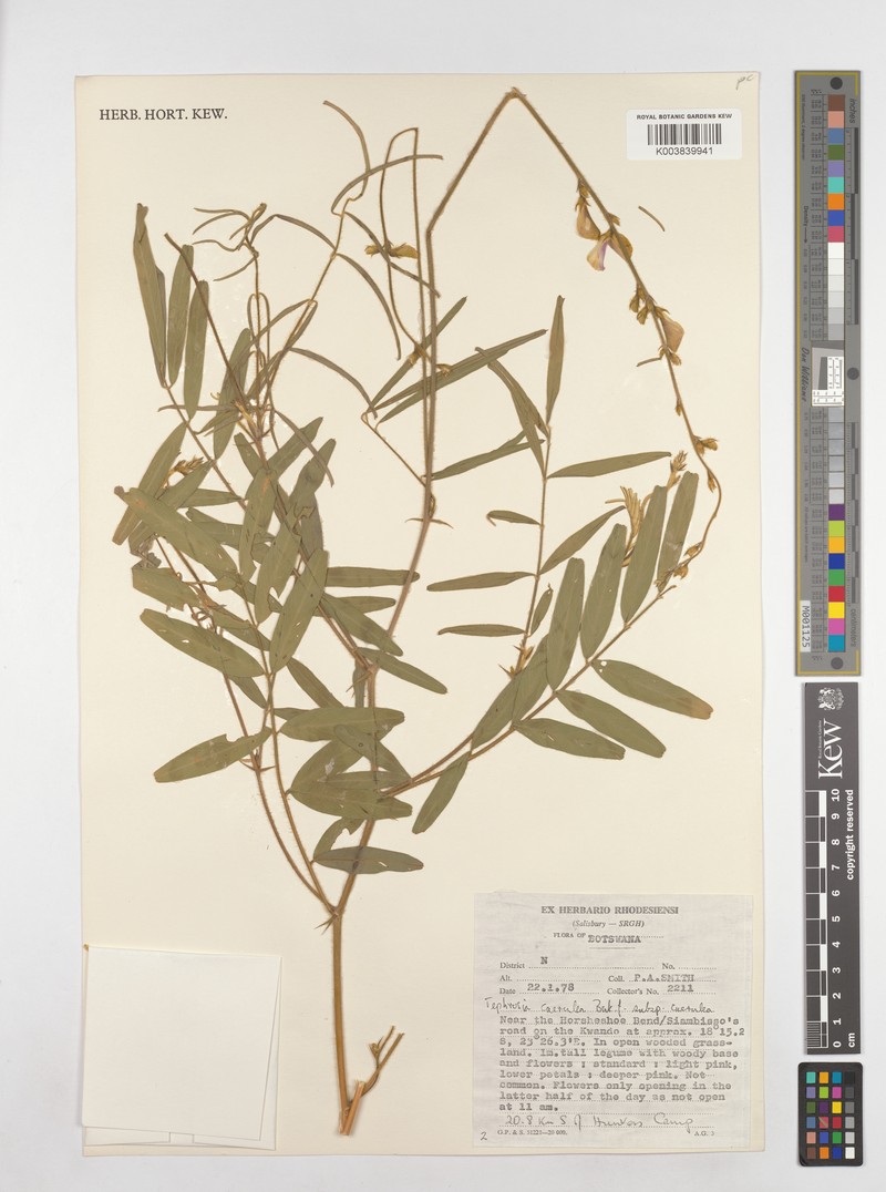 Tephrosia caerulea subsp. caerulea photo 3
