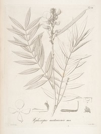 White Hoarypea