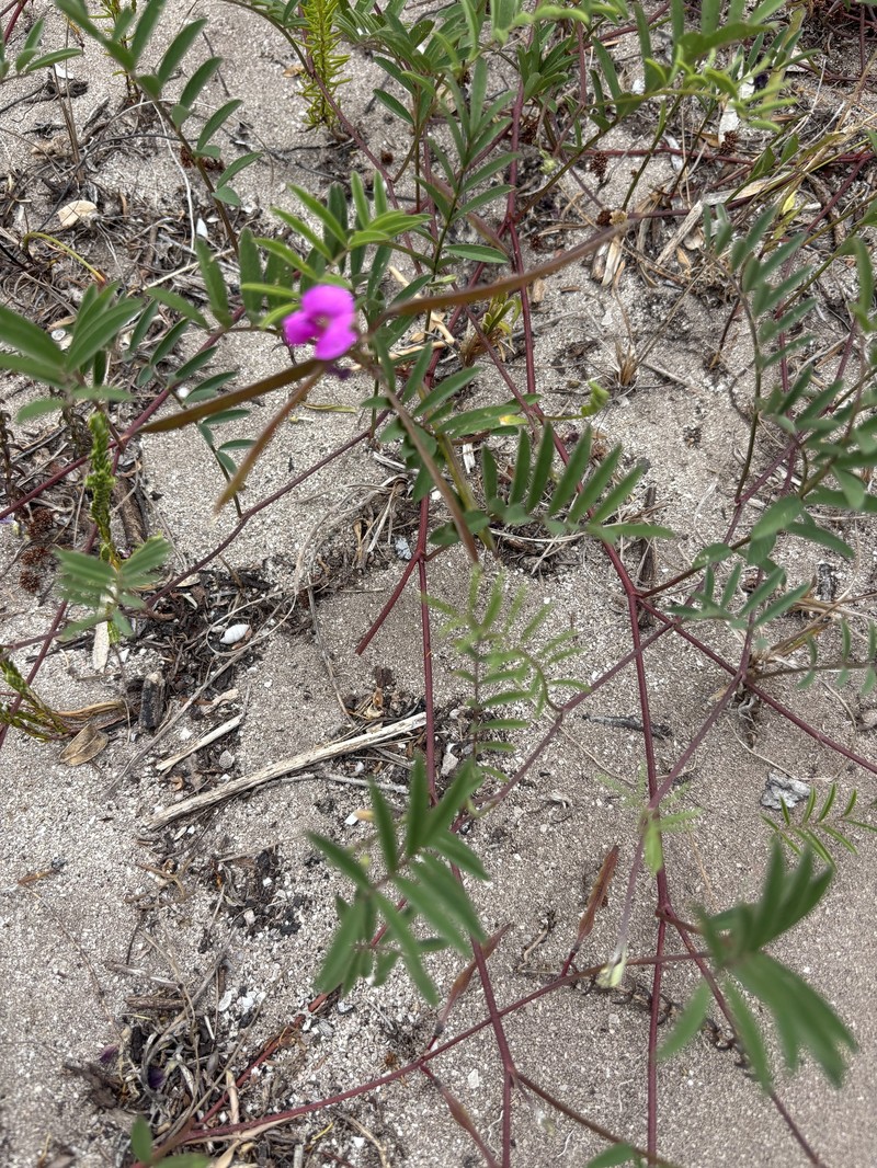 Tephrosia capensis var. angustifolia