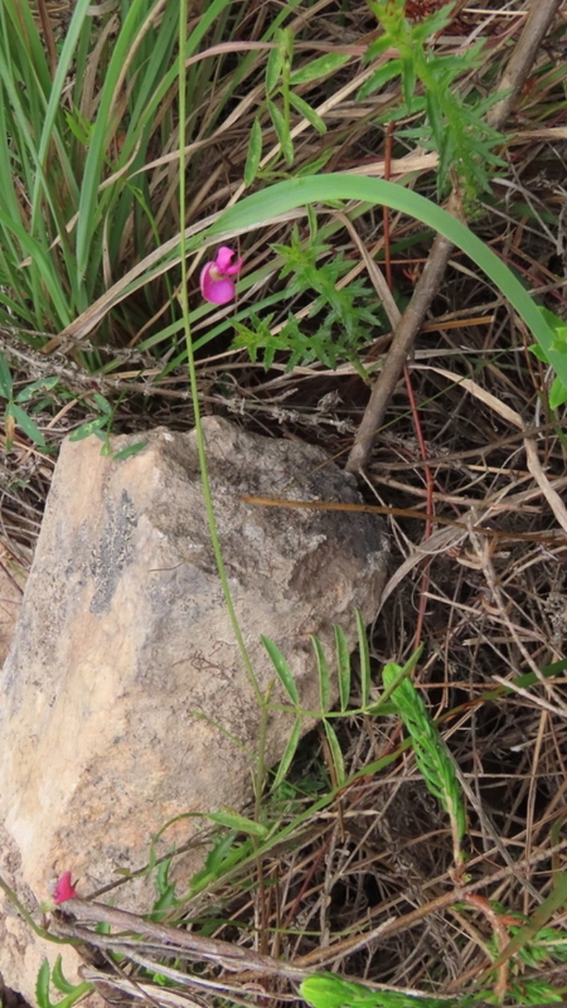 Tephrosia capensis var. angustifolia photo 2