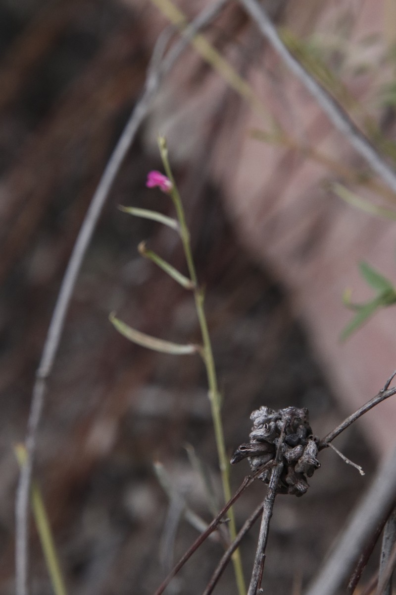 Tephrosia capensis var. angustifolia photo 3