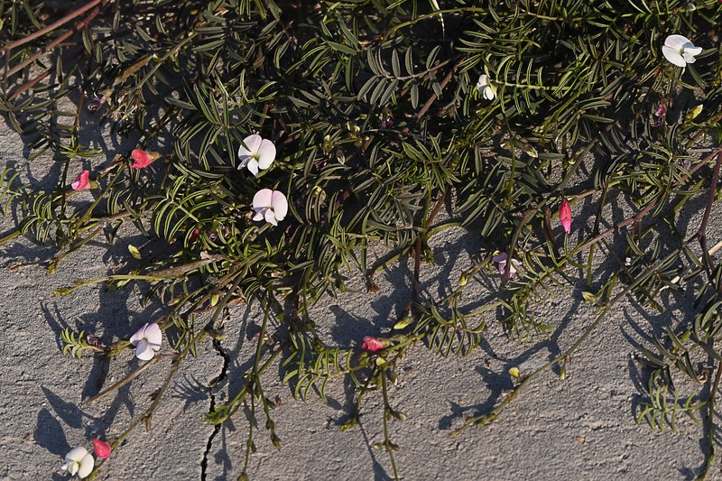 Tephrosia capensis var. angustifolia photo 4