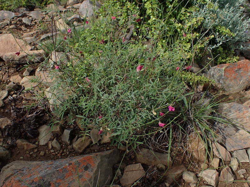 Tephrosia capensis var. capensis