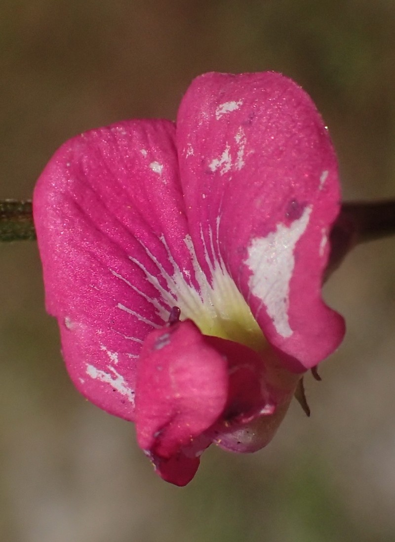 Tephrosia capensis var. capensis photo 2