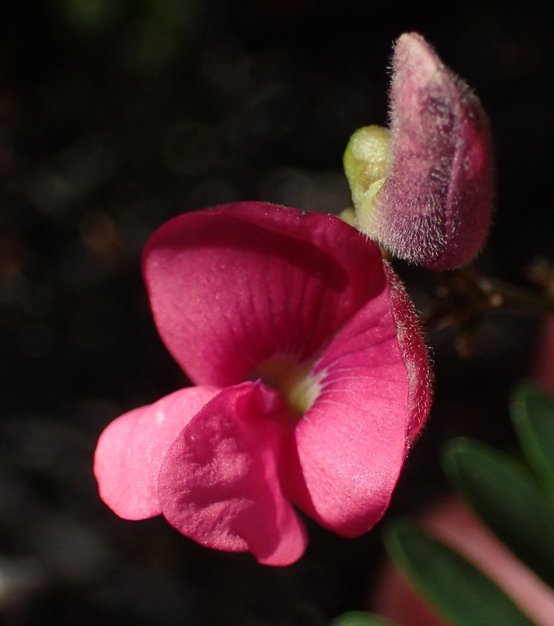 Tephrosia capensis var. capensis photo 3