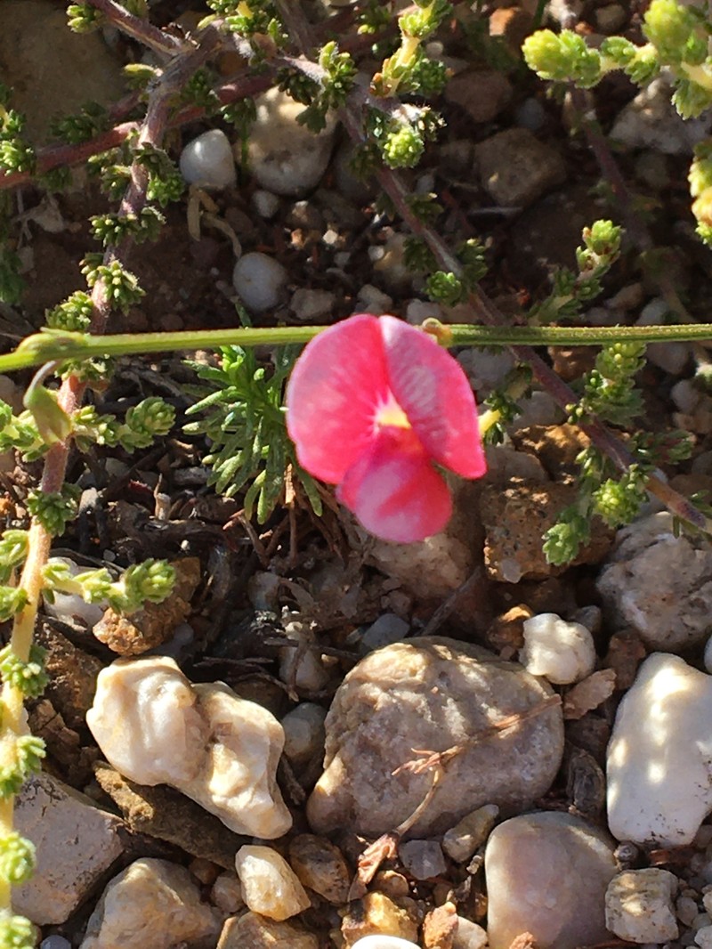 Tephrosia capensis var. capensis photo 4