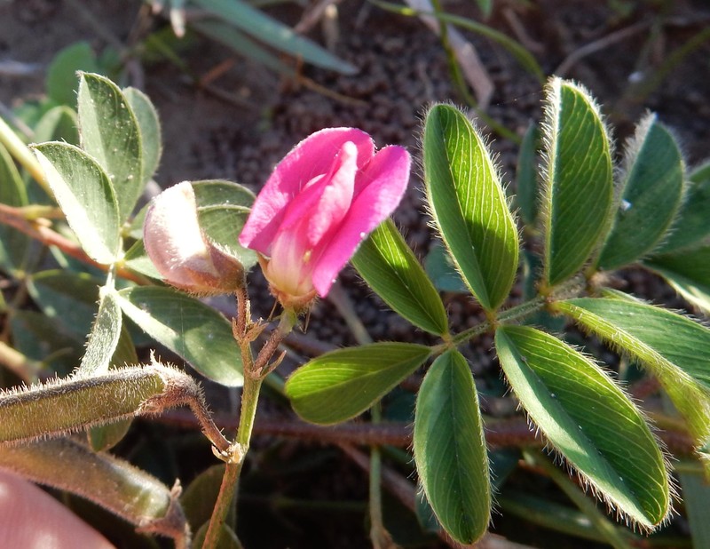 Tephrosia capensis var. hirsuta