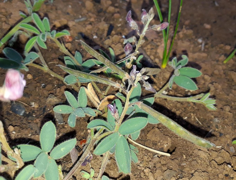 Tephrosia capensis var. hirsuta photo 2