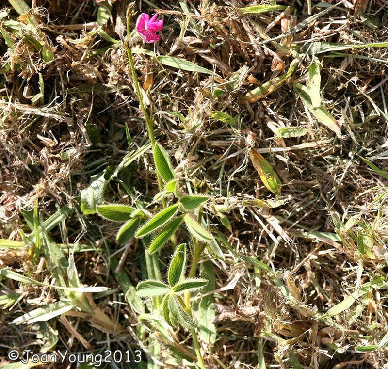 Tephrosia capensis var. hirsuta photo 3