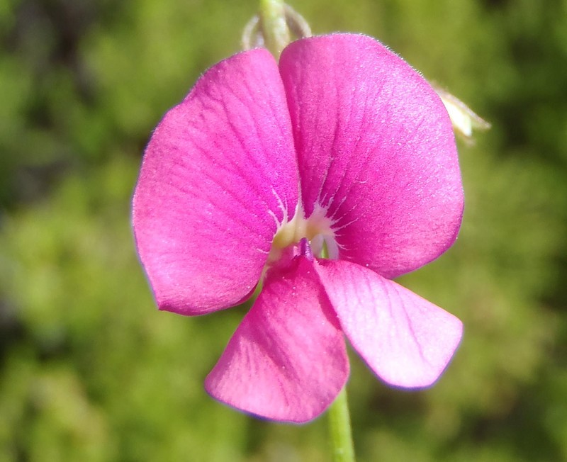 Tephrosia capensis var. hirsuta photo 4