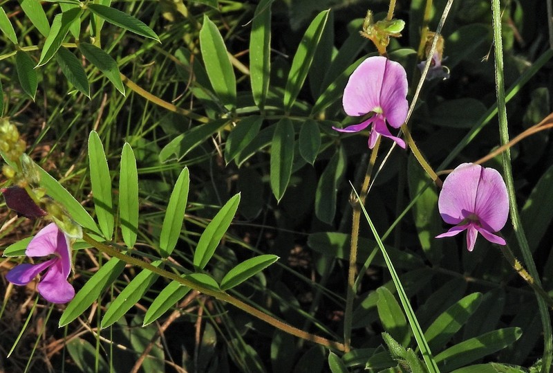 Tephrosia chaquenha photo 2