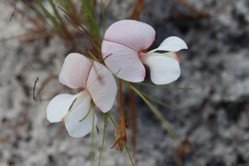 Scurf Hoarypea photo 3