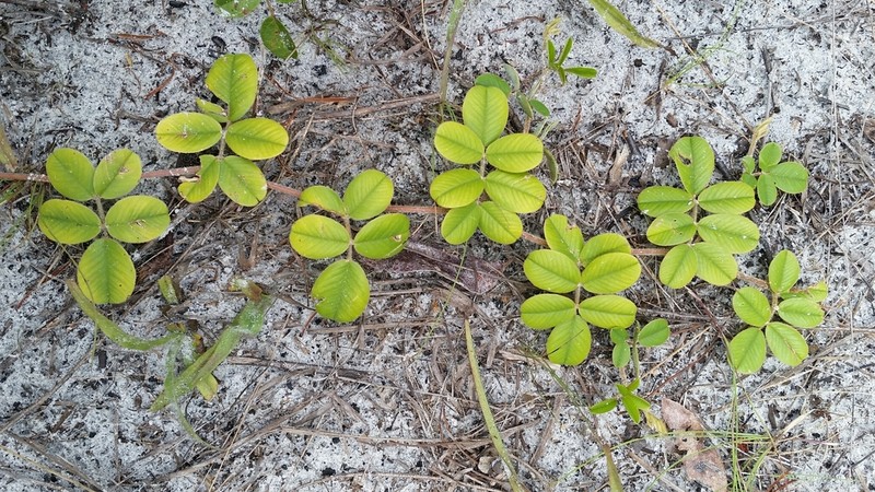 Scurf Hoarypea photo 4