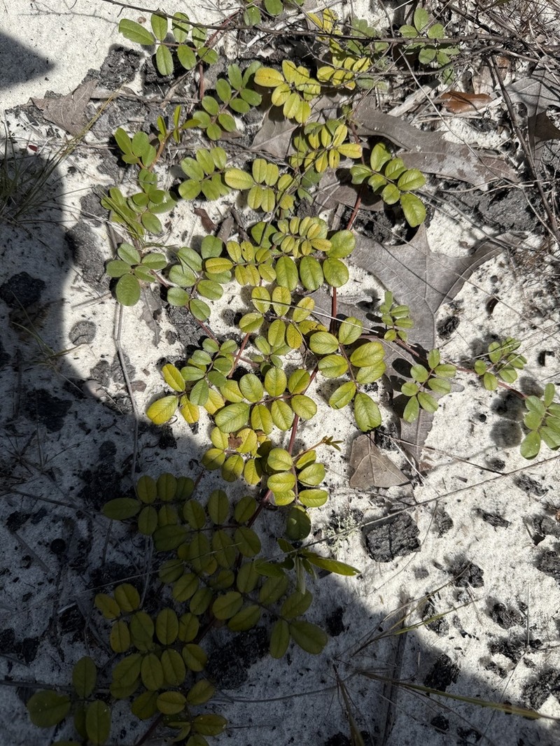 Scurf Hoarypea photo 5