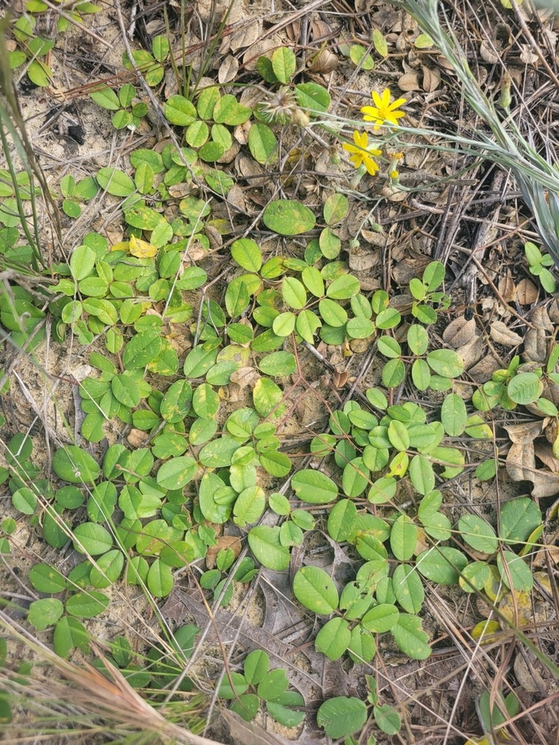 Scurf Hoarypea photo 6