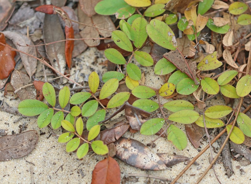 Scurf Hoarypea photo 7