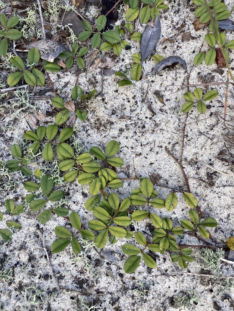 Scurf Hoarypea photo 8
