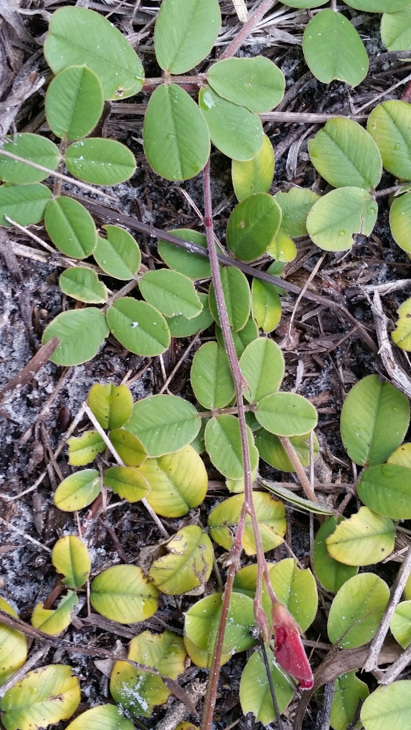 Scurf Hoarypea