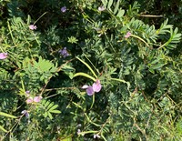 Ashen Hoarypea