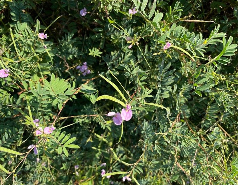 Ashen Hoarypea