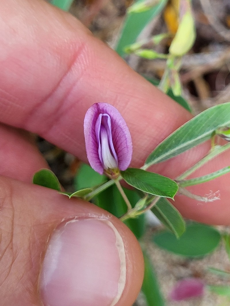 Ashen Hoarypea photo 2