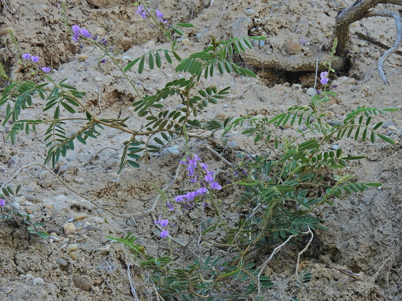 Ashen Hoarypea photo 3