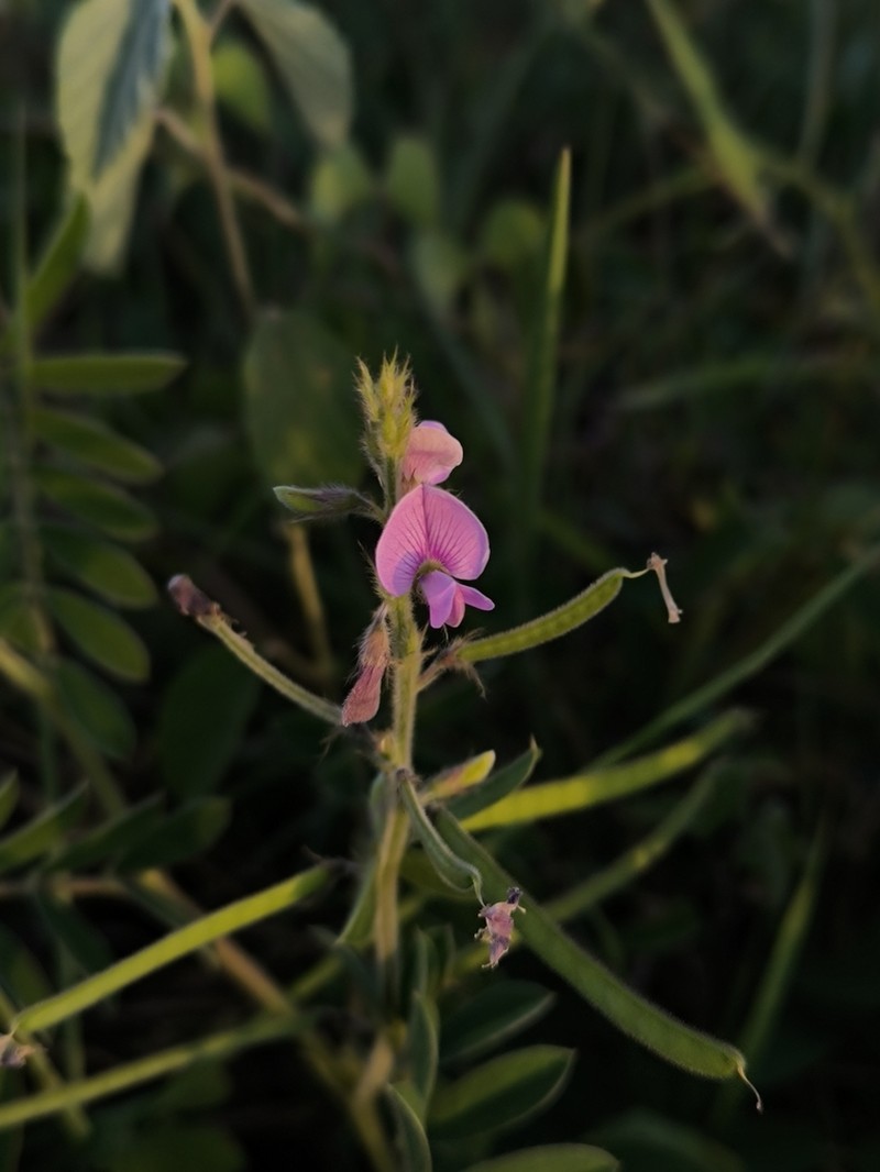 Ashen Hoarypea photo 4