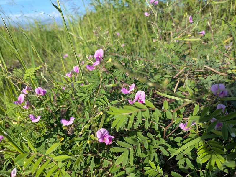 Ashen Hoarypea photo 5