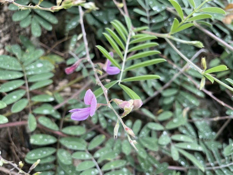 Ashen Hoarypea photo 6