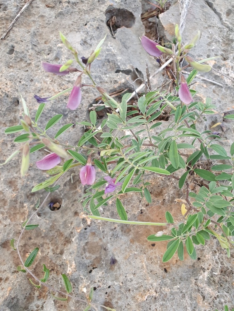 Ashen Hoarypea photo 8