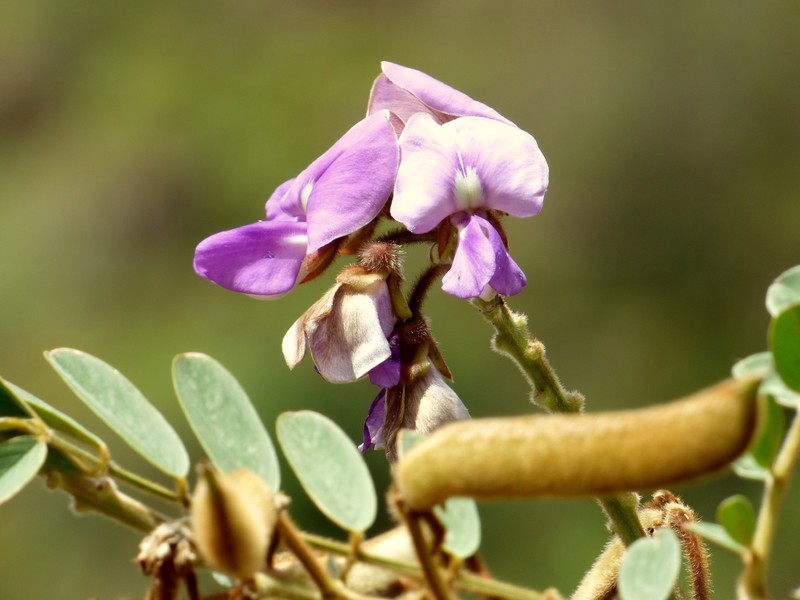 Ashen Hoarypea photo 2