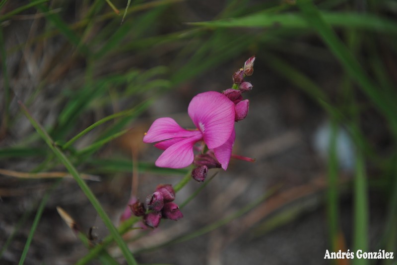 Ashen Hoarypea photo 3