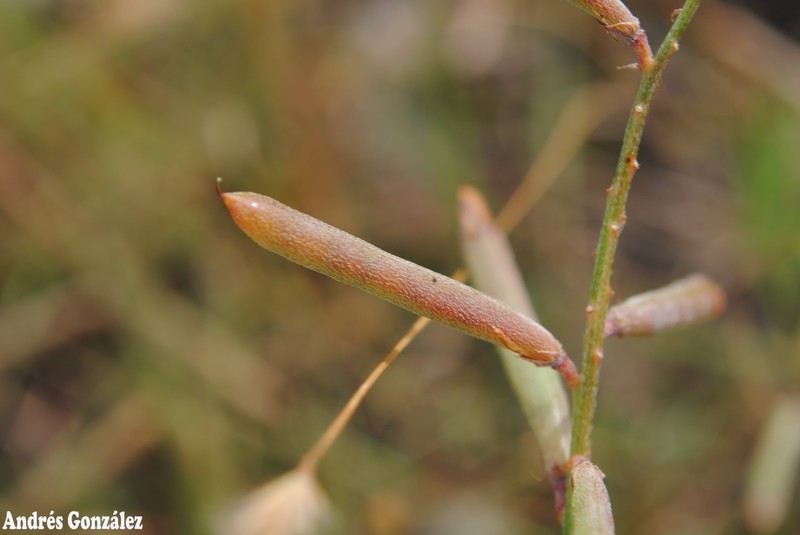 Ashen Hoarypea photo 4