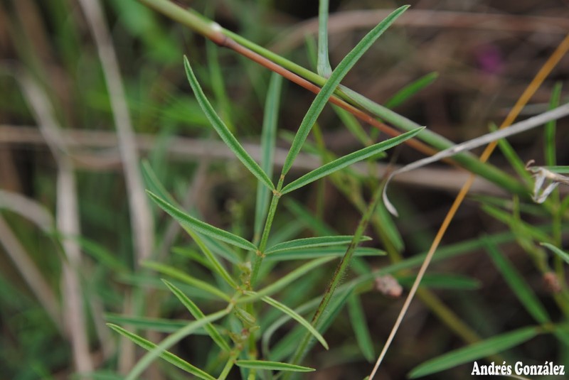 Ashen Hoarypea photo 5