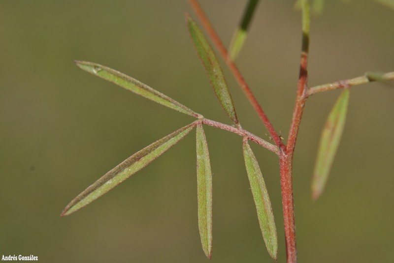 Ashen Hoarypea photo 6
