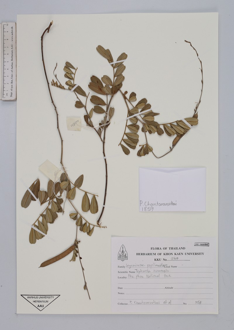 Tephrosia coccinea var. coccinea