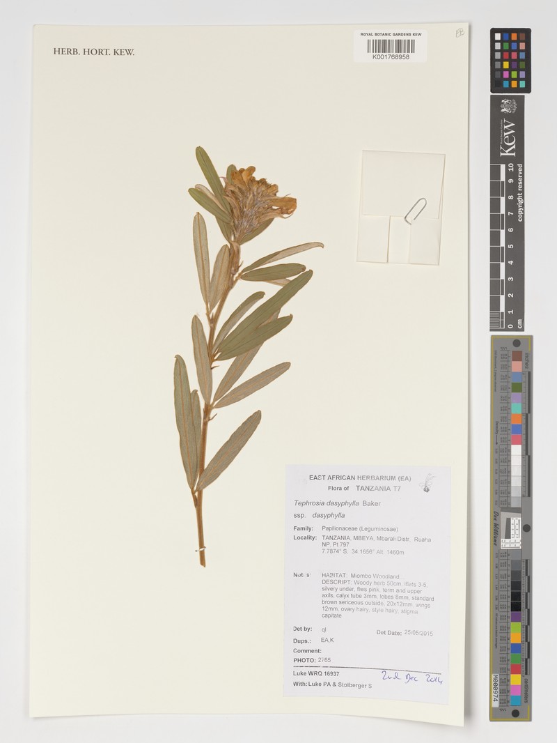 Tephrosia dasyphylla subsp. dasyphylla