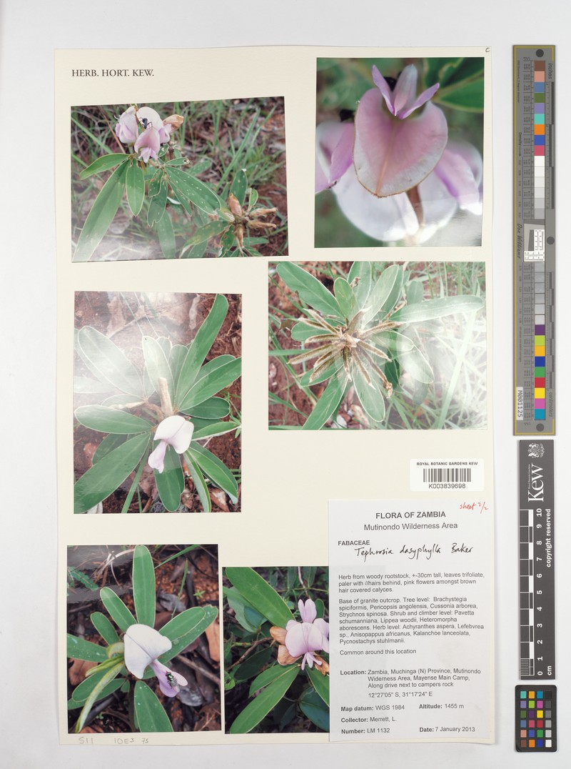 Tephrosia dasyphylla subsp. dasyphylla photo 2