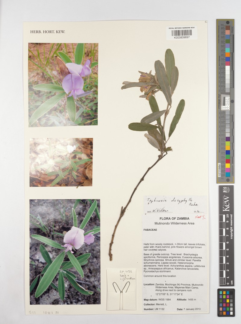 Tephrosia dasyphylla subsp. dasyphylla photo 3