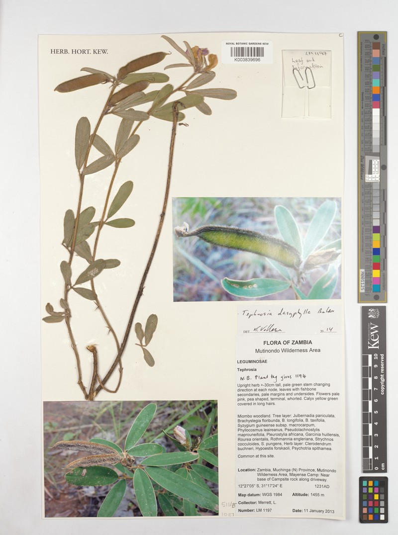 Tephrosia dasyphylla subsp. dasyphylla photo 4