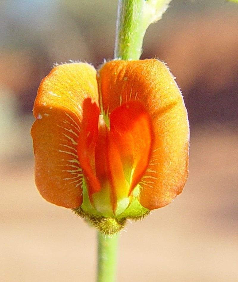 Tephrosia densa