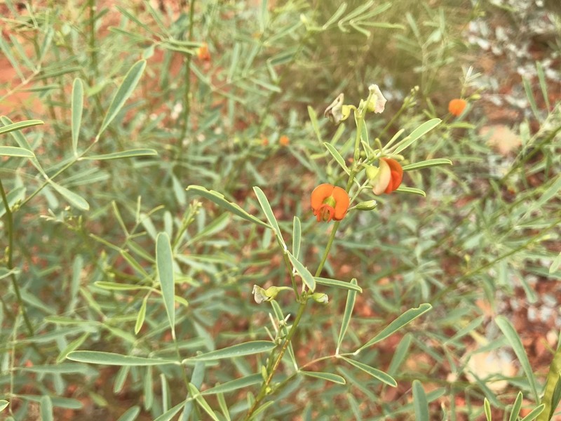 Tephrosia densa photo 3