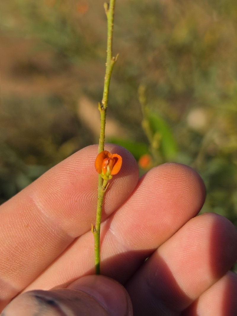 Tephrosia densa photo 4