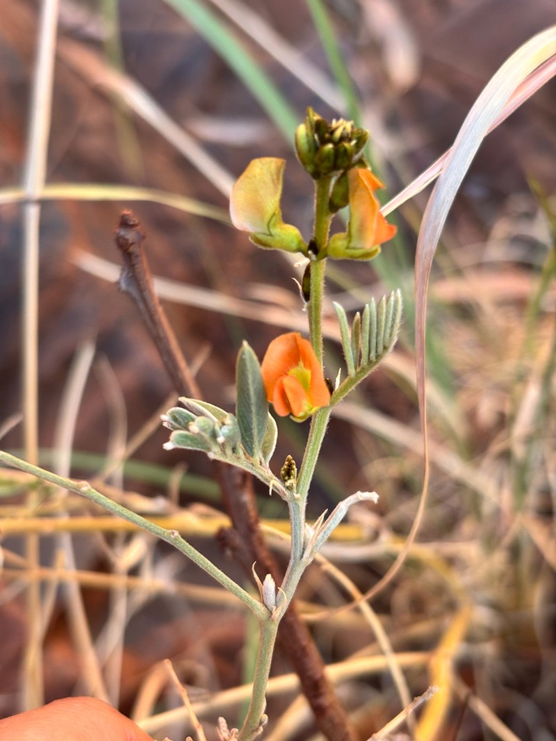 Tephrosia densa photo 7
