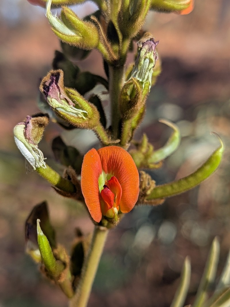 Tephrosia densa photo 8
