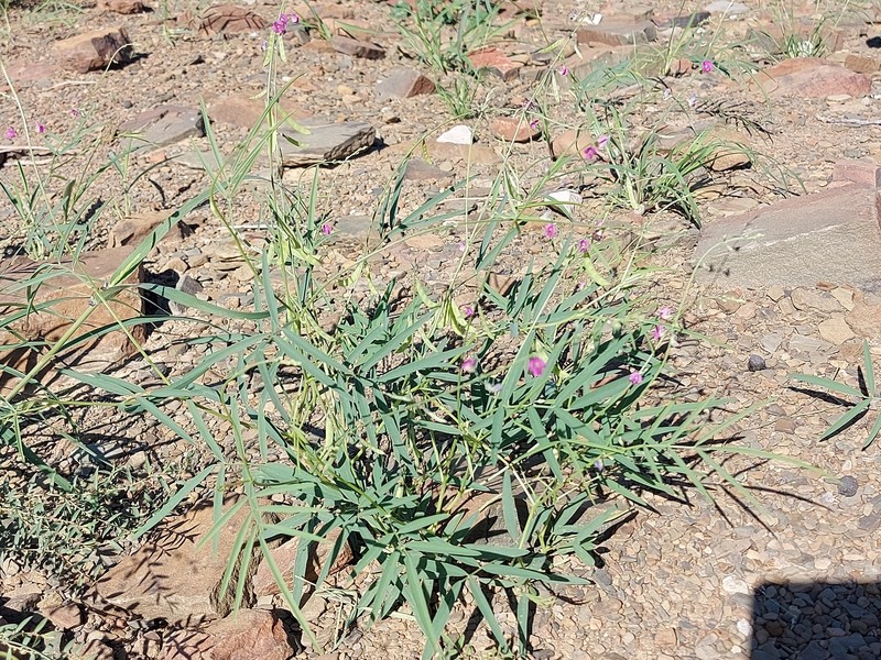 Tephrosia dregeana var. dregeana