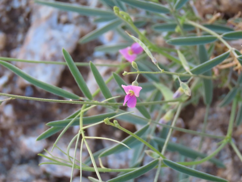 Tephrosia dregeana var. dregeana photo 2