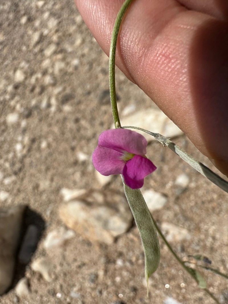 Tephrosia dregeana var. dregeana photo 3
