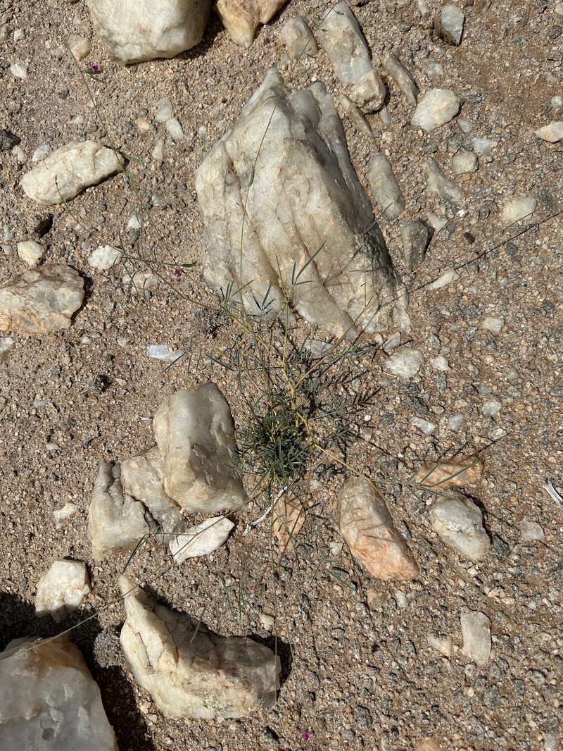 Tephrosia dregeana var. dregeana photo 4
