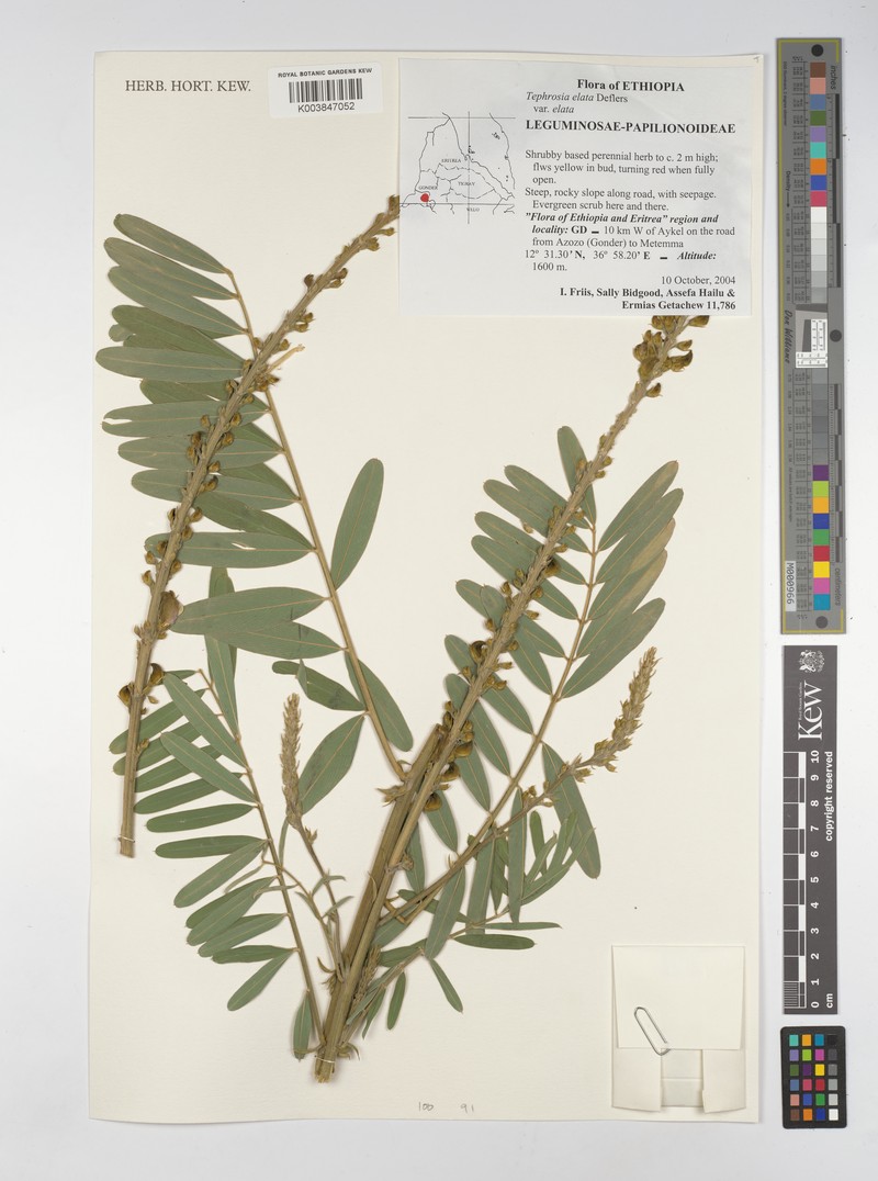 Tephrosia elata subsp. elata